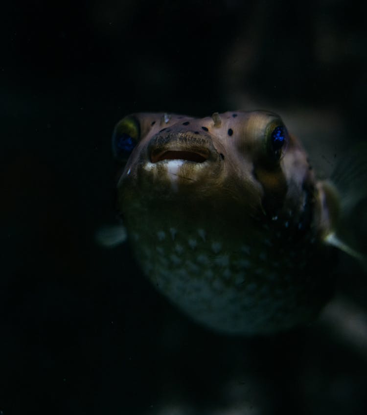 Close Up Of Fish Head