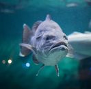 Grey and White Fish in Water