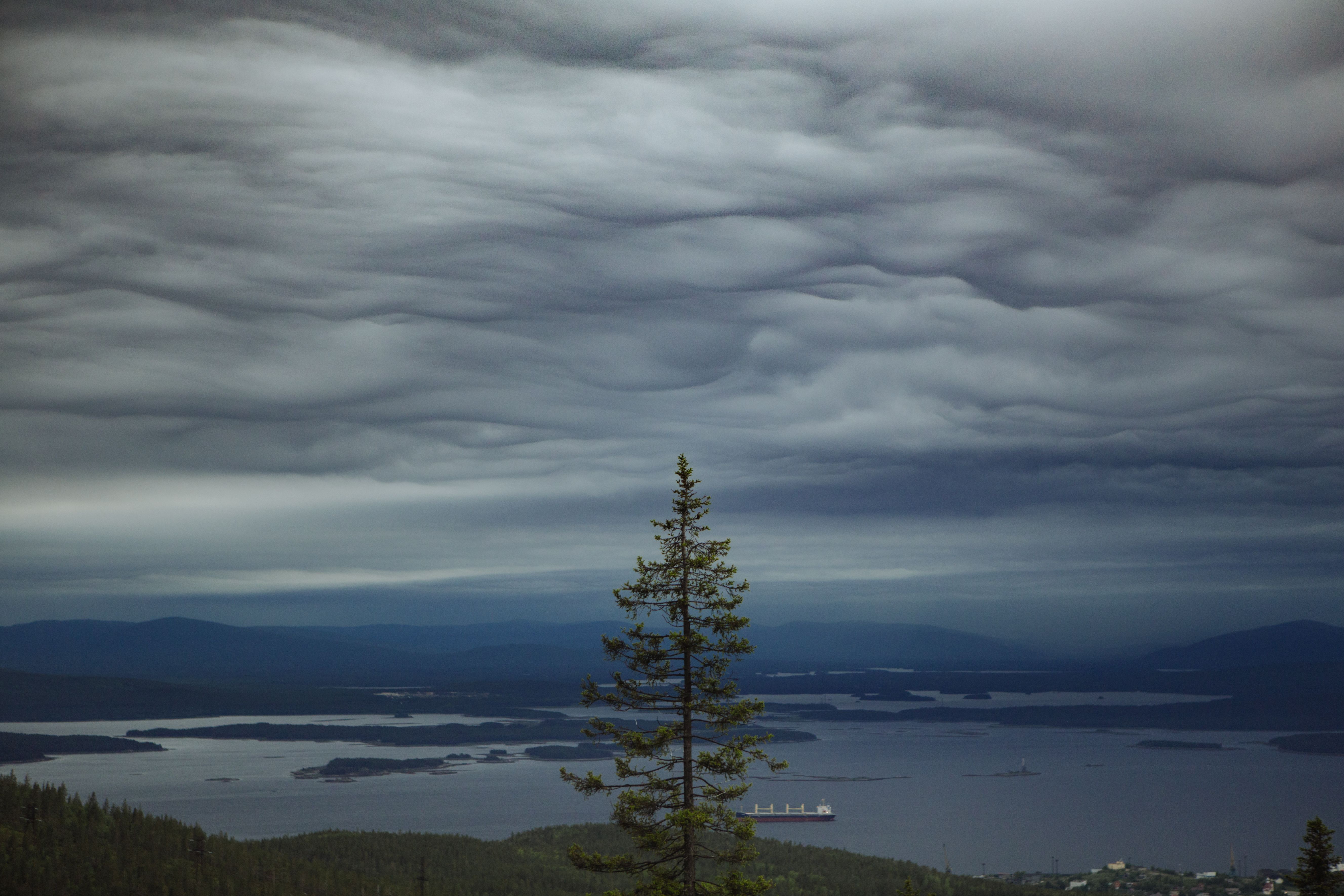 Photo of a Tree Under a Cloudy Sky · Free Stock Photo