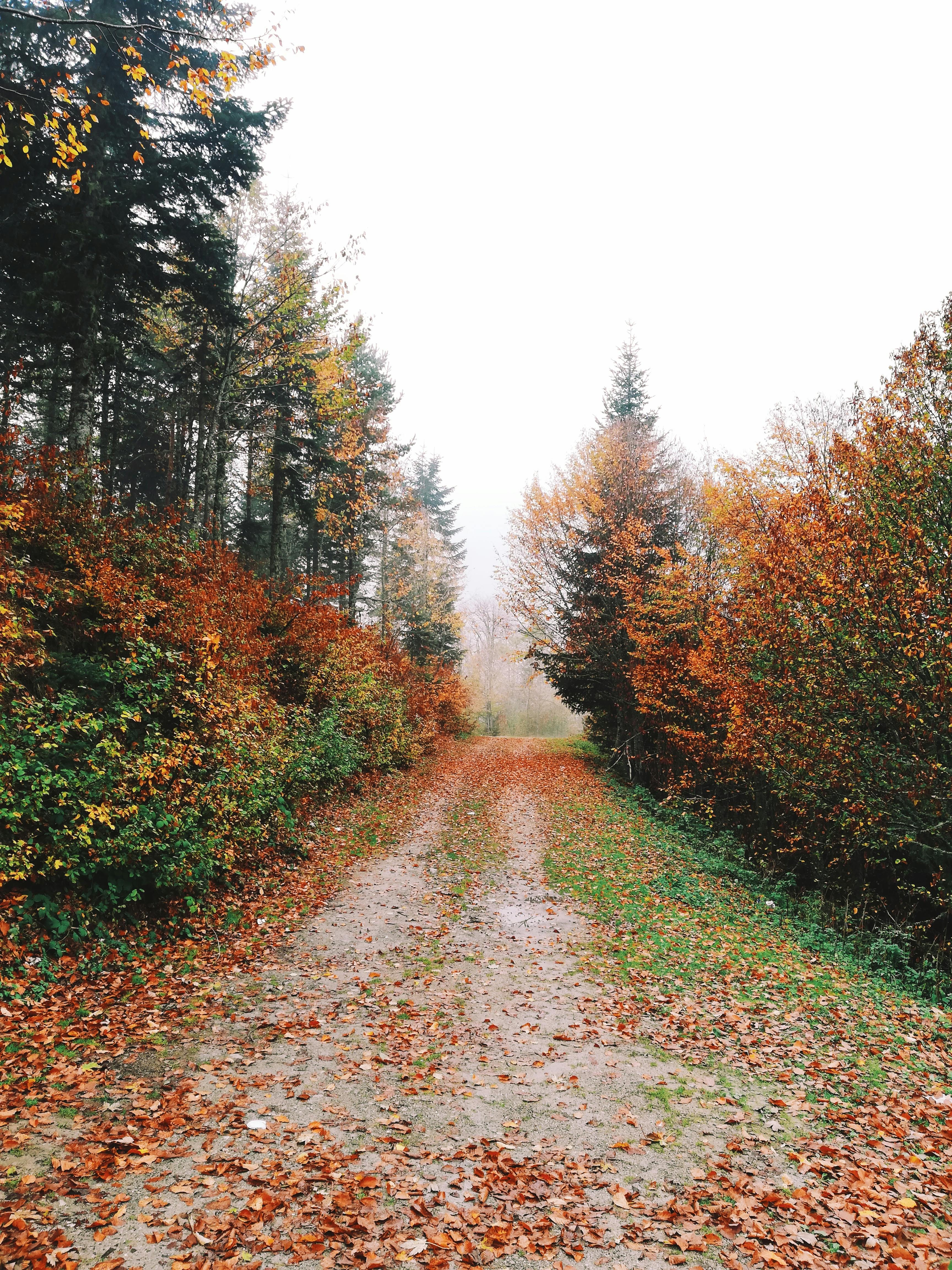 Explore a tranquil autumn forest pathway surrounded by vibrant foliage and natural beauty.