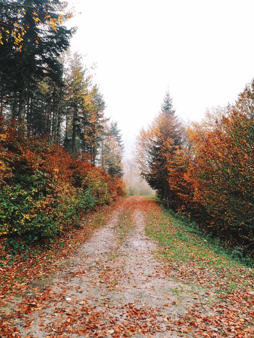 Free Explore a tranquil autumn forest pathway surrounded by vibrant foliage and natural beauty. Stock Photo