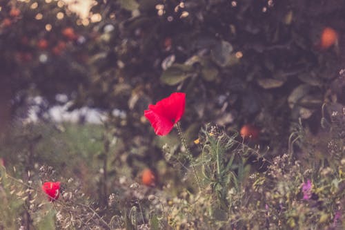 紅色花瓣花的選擇性聚焦攝影