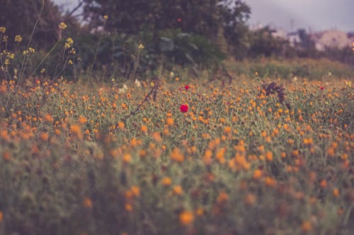Turuncu Ve Kırmızı Yapraklı çiçek Fotoğrafçılığı