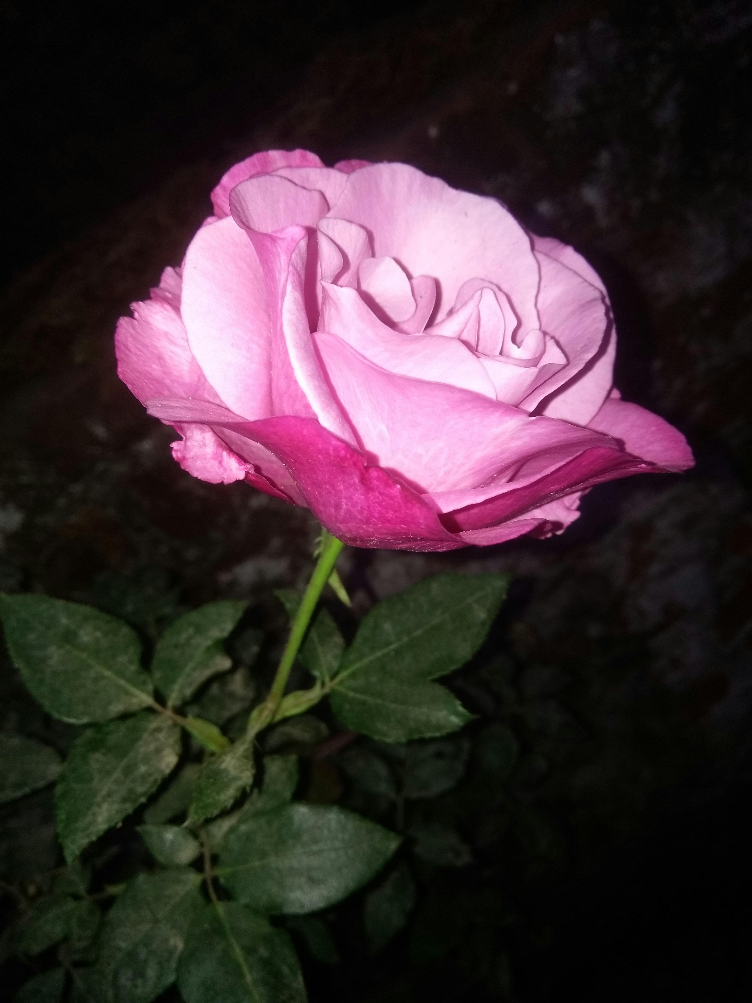 Foto Stok Gratis Tentang Bunga Bunga Bunga Indah Daun