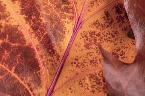 Free stock photo of autumn, change, close-up