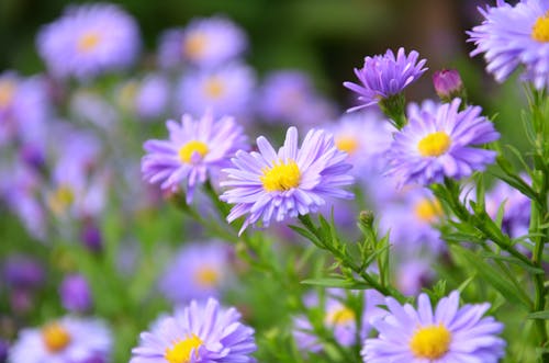 無料 紫のデイジーの花の焦点写真 写真素材
