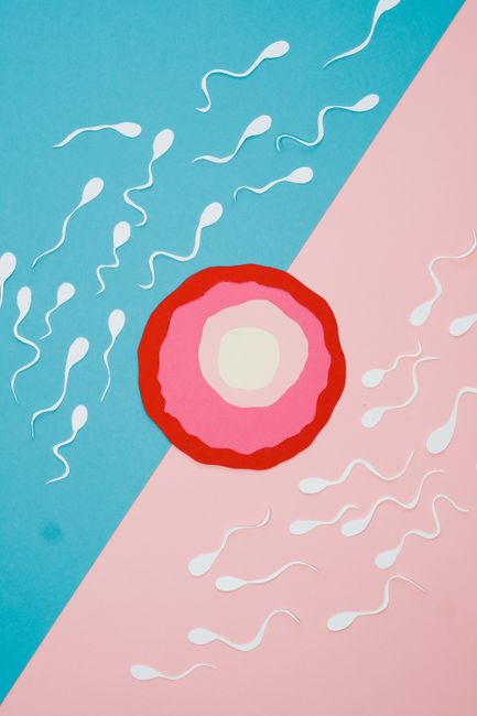 Aligning Intimate Moments with Fertile Windows for Increased Chances