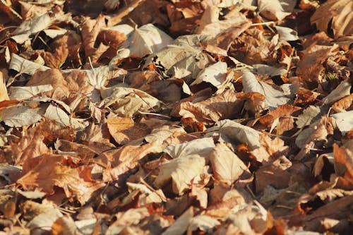 Free stock photo of autumn, brown, colorful