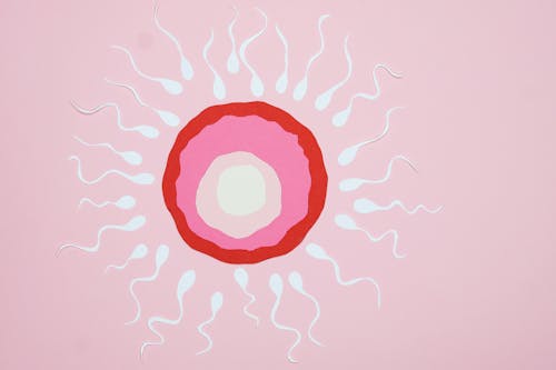 Paper Cutouts Illustration of Fertilization