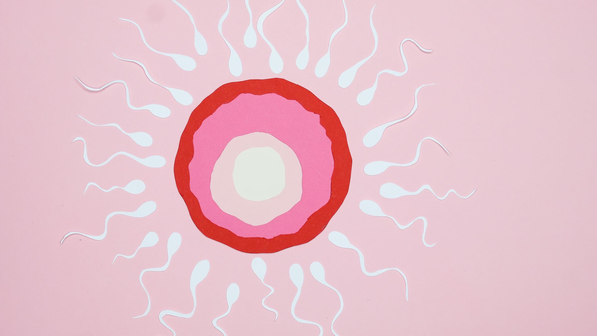 Modafinil Effect on Fertility: Unlocking the Mystery Illustration of egg fertilization with sperm, featuring paper cutouts on a pink background — modafinil effect on fertility