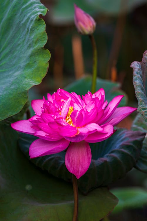 Photos gratuites de fleur de lotus, fleur rose, fleurir