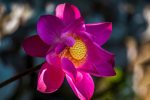 Gratuit Imagine de stoc gratuită din a închide, floare de lotus, floră Fotografie de stoc
