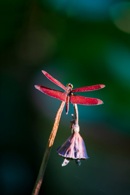 Free A Red Dragonfly Perched on a Stem Stock Photo