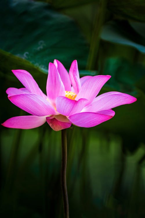 Immagine gratuita di fiore, fiore di loto, fiore rosa