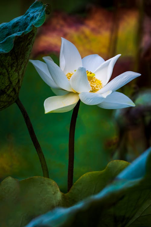 Imagine de stoc gratuită din dioramă, floare albă, floare de lotus