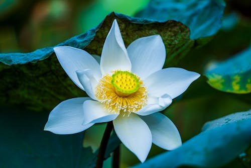 Gratis Immagine gratuita di fiore, fiore bianco, fiore di loto Foto a disposizione