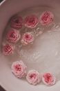 Pink Roses on a Bubbly Water in a Container