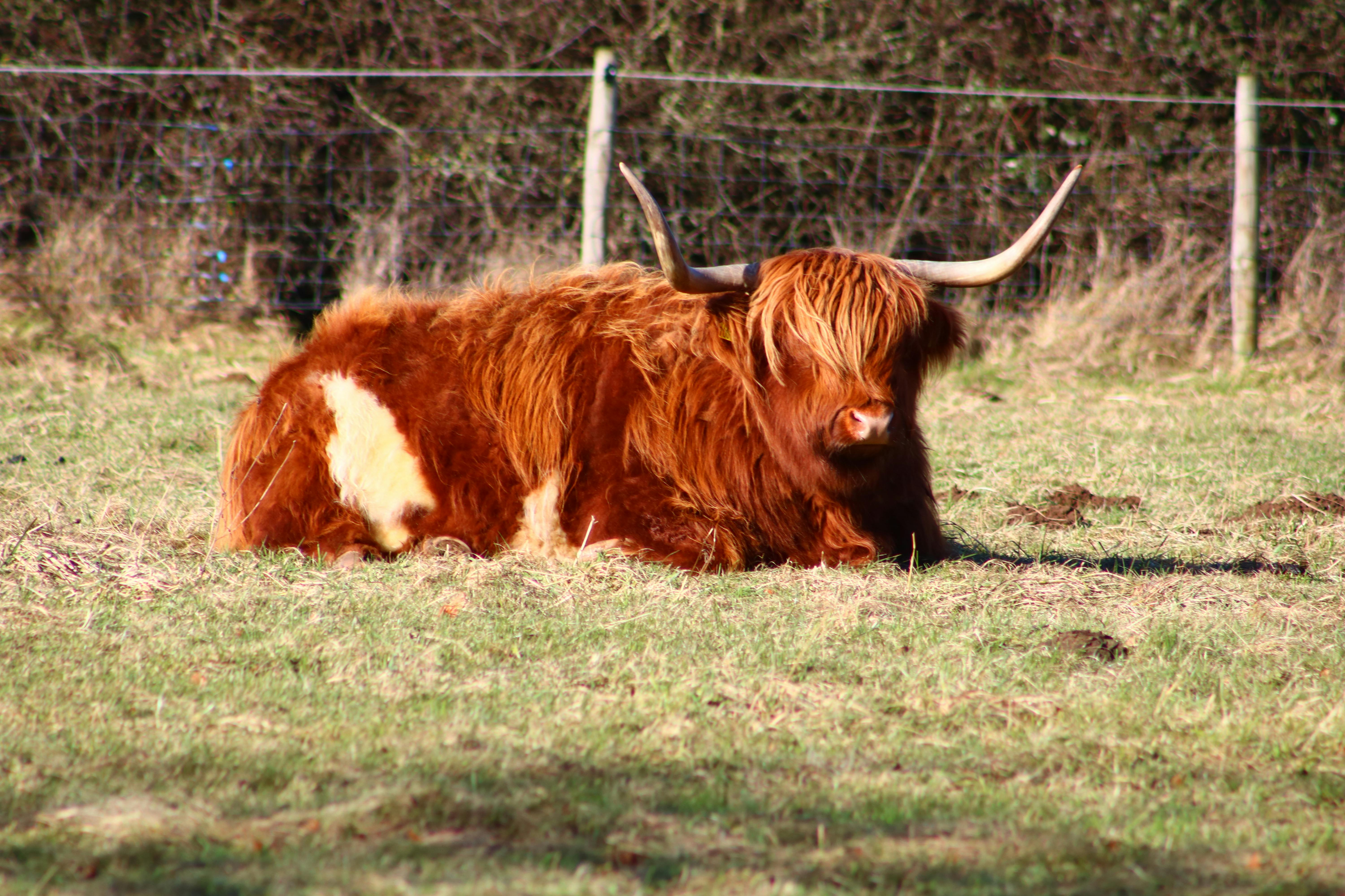 grátis Animal Marrom De 4 Patas Foto profissional