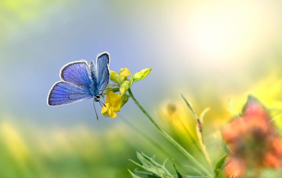 Blue Butterfly Perched on Yellow Flower