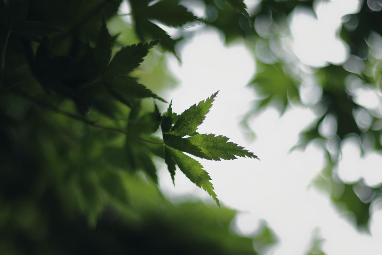 delicate green maple leaves with a blurred background perfect for natu