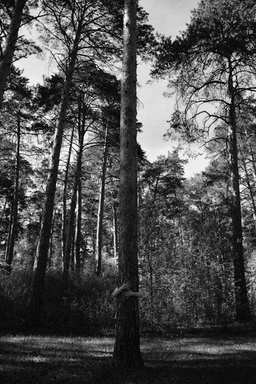 Základová fotografie zdarma na téma černobílý, fotografie přírody, les