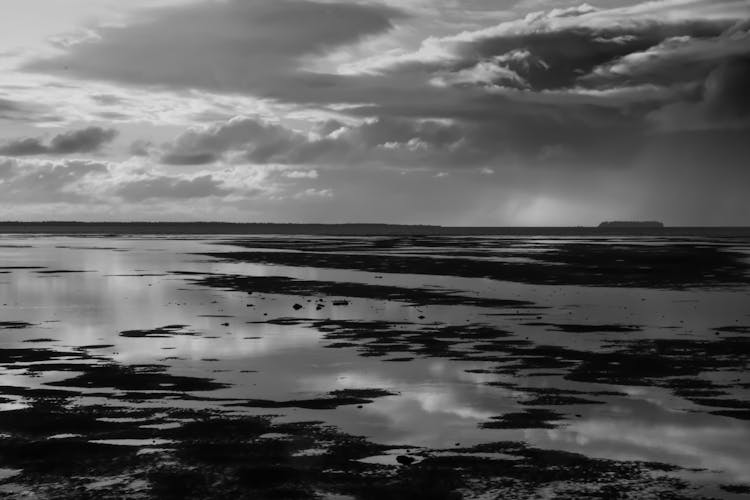 Grayscale Photo Of A Marshland