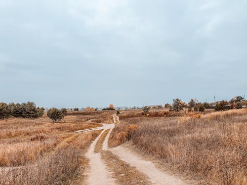 Foto d'estoc gratuïta de camí de carro, camp marró, herba marró