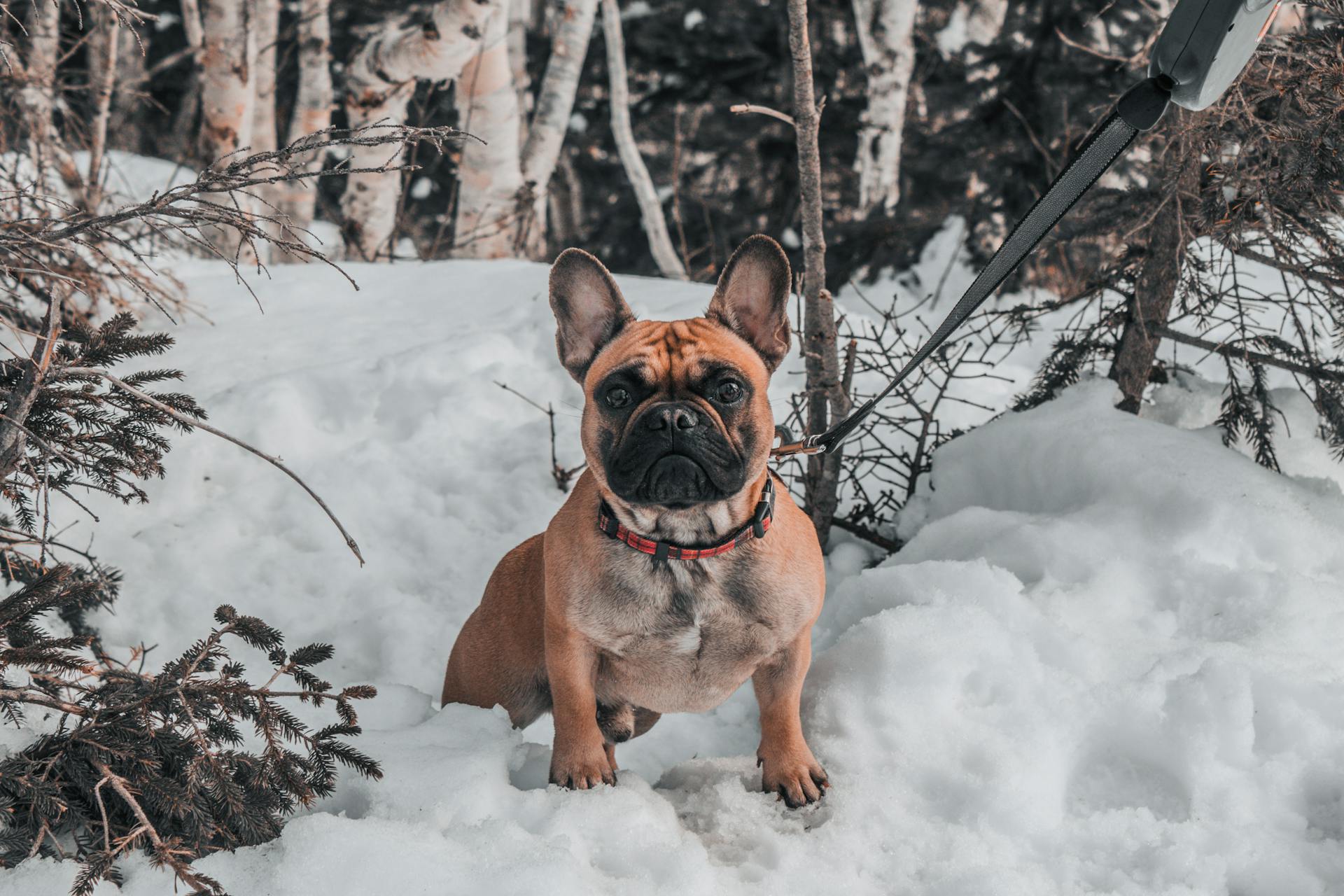 A French Bulldog on the Snow