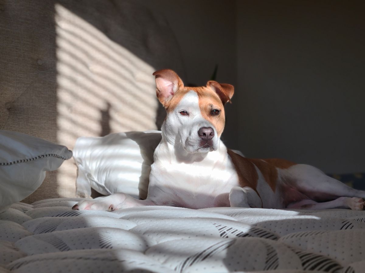A calm dog rests in sunlit bedding after the owner removes the diaper and checks the skin.