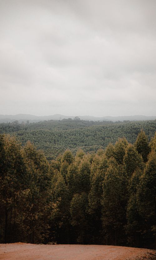 Free A serene view of a dense forest under an overcast sky, capturing the essence of nature's tranquility. Stock Photo