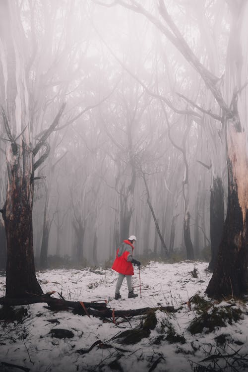 Photos gratuites de amoureux de la nature, arbres, australie