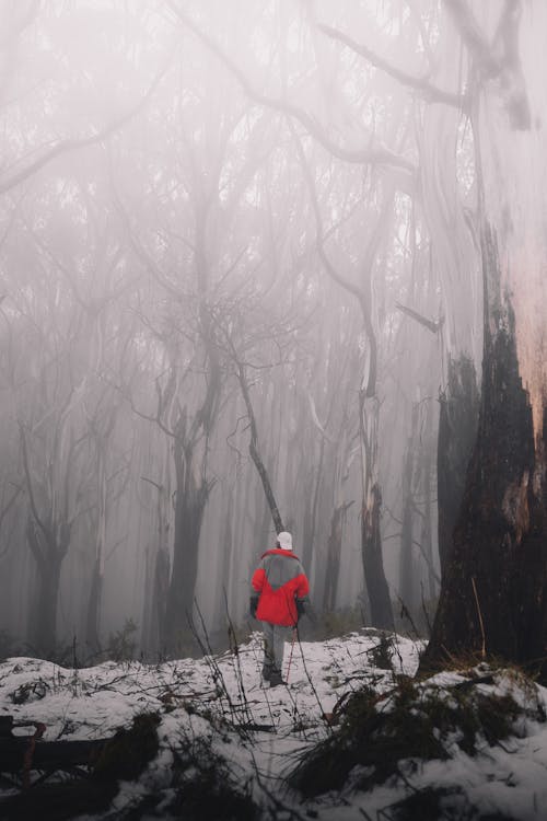 Free A Person in the Middle of a Forest Stock Photo