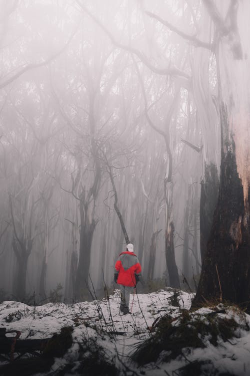 A Person in the Middle of a Forest