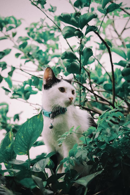 고양이, 고양잇과, 고양잇과 동물의 무료 스톡 사진