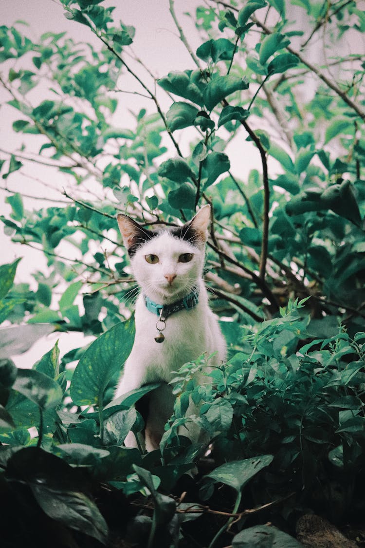 A Pet Cat With Collar