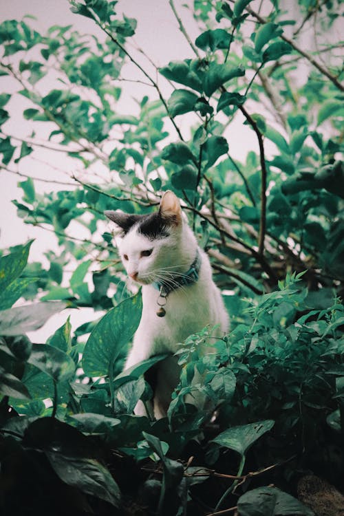 Free White and Brown Cat on Green Plant Stock Photo