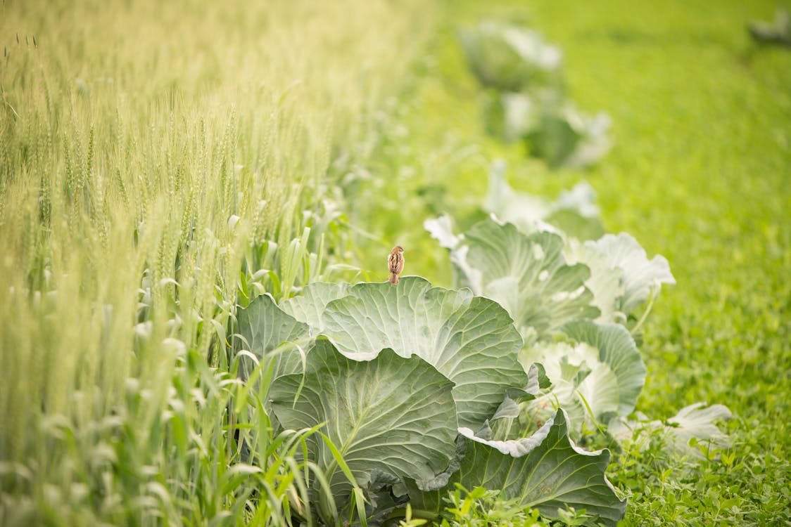 Pathway in Middle of Corn Field Free Stock Photo Biology Diagrams
