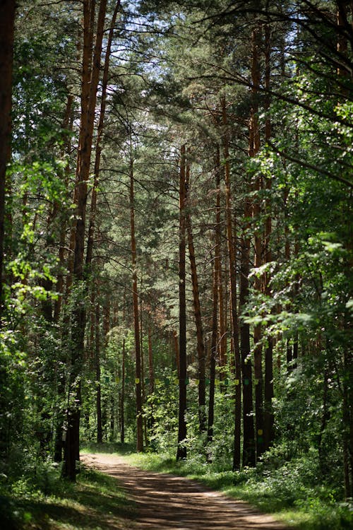 Foto profissional grátis de árvores, caminho, floresta