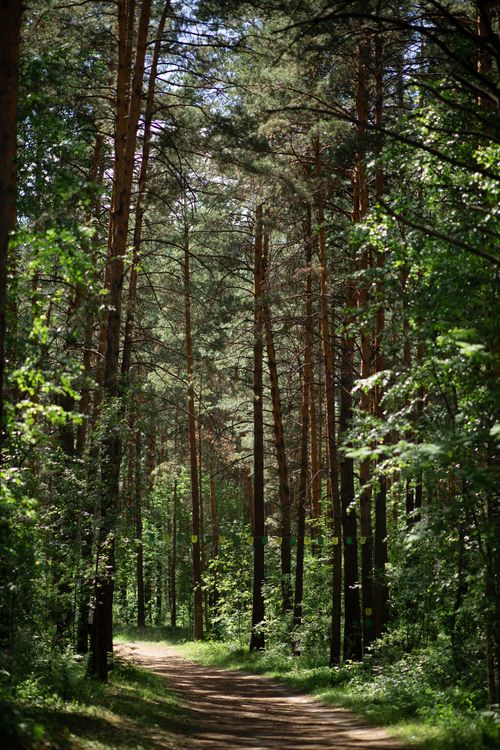 Free Peaceful forest trail surrounded by tall trees, perfect for nature lovers and hikers. Stock Photo
