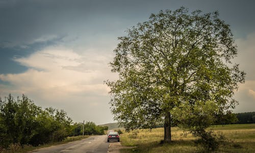 Gratis stockfoto met auto, avontuur, grote boom