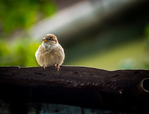 Foto stok gratis alam, burung gereja, makro