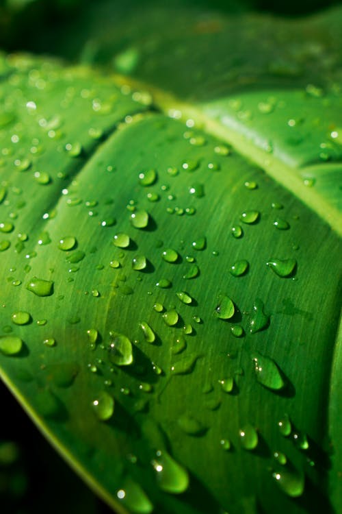 Water Droplets on a Banana Leaf 
