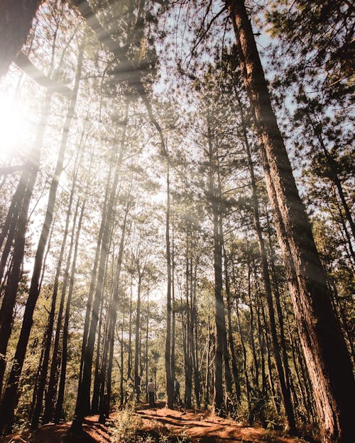 Low-Angle Shot of Trees in the Forest during Sunrise