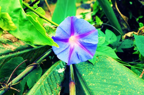 Ingyenes stockfotó blueflowers, virág, virágok témában