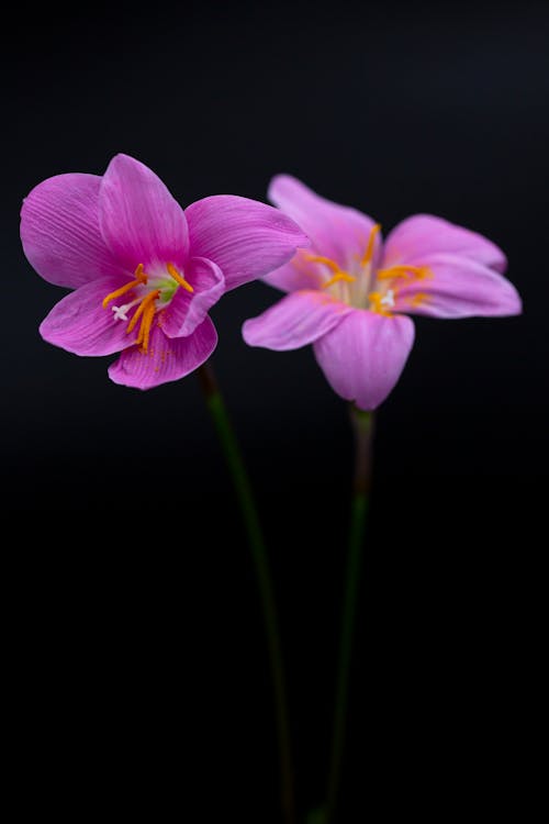 Foto profissional grátis de amaryllidaceae, amaryllidoideae, angiospermas