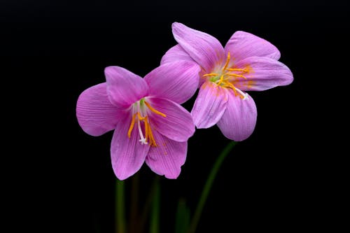 Základová fotografie zdarma na téma bouřkové lilie, detail, flóra