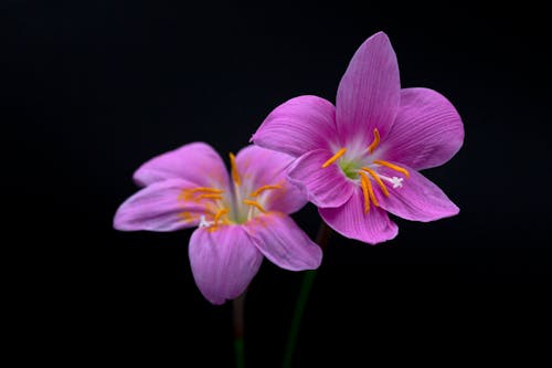 Close-Up Shot of Purple Lilies in Bloom