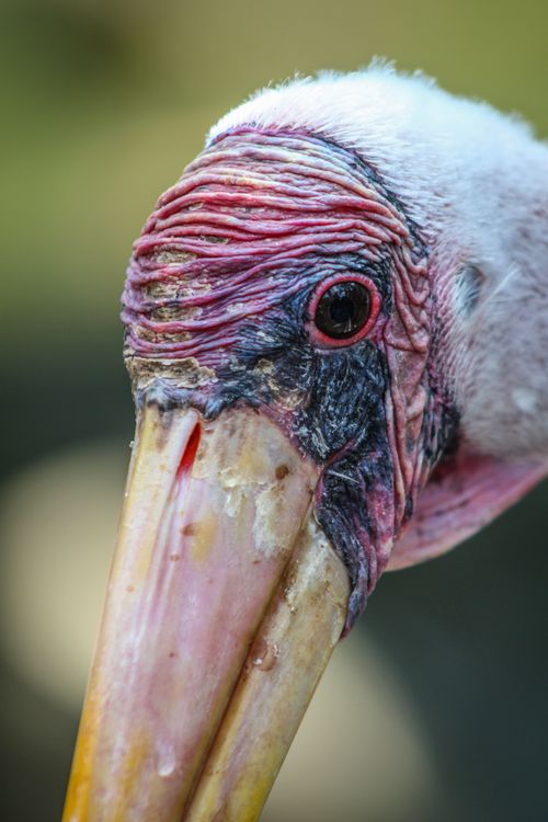 Free Vivid close-up of a Marabou Stork showcasing its unique plumage and features. Stock Photo