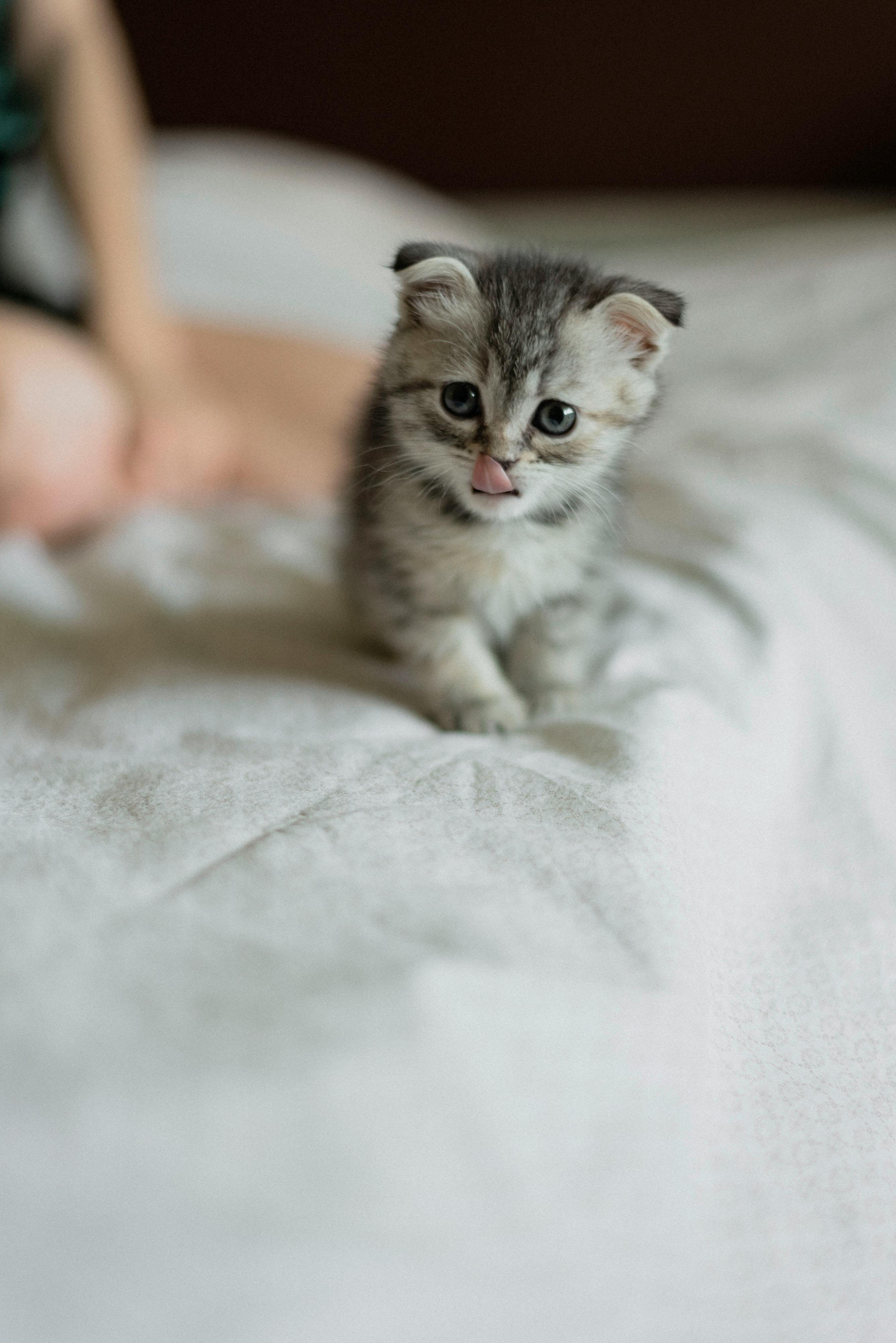 Cute Little Kitten with Gray Fur in Bed · Free Stock Photo