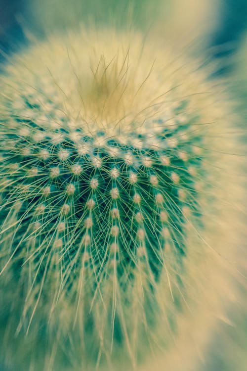Ilmainen kuvapankkikuva tunnisteilla kaktus, kasvi, tekstuuri